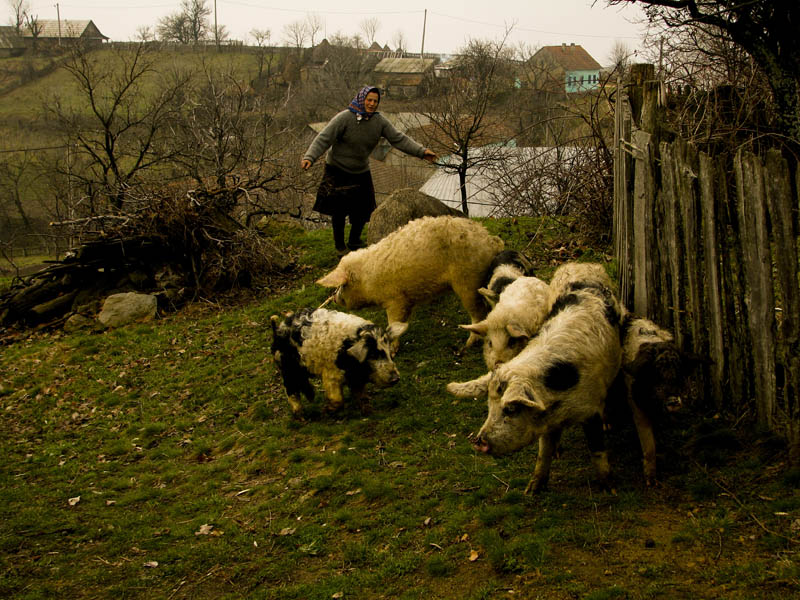 Galerie: Banát // Petr Nuska - Fotografie - woreshack.cz